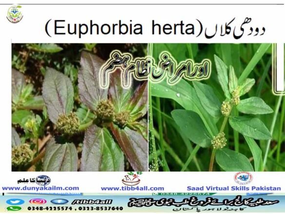 دودھی کلاں (Euphorbia herta) اور امراض نظام ہضم