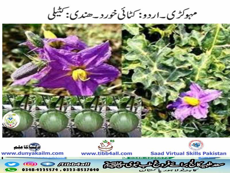 مہوکڑی۔ کٹائی خورد۔ کٹیلی