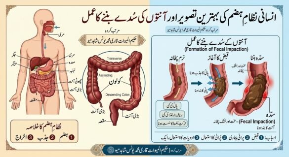 انسانی جسم میں سدے بننے کا عمل قانون مفرد اعضاء کے مطابق